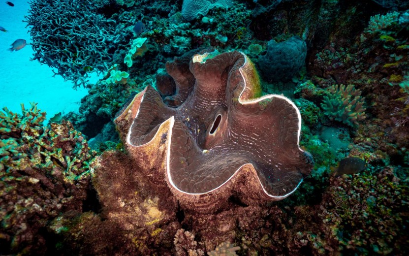 How long do giant clams clearance live